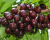 Черешня "Мускатная"