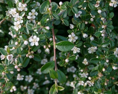 Кизильник Даммера "Мункрепер"