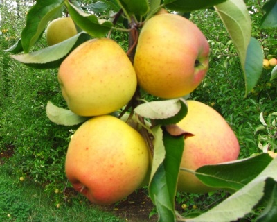 Яблоня "Абрикосовое"