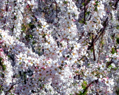 Спирея тунберга "Фуджино пинк"