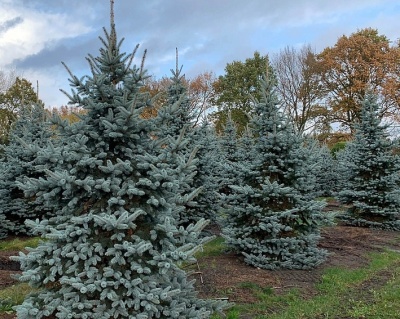 Ель колючая "Ольденбург"