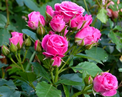 Спрей-роза «Лавли Лидия» 