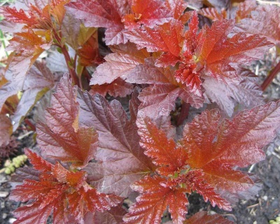 Пузыреплодник "Леди ин Ред" (Lady in Red)