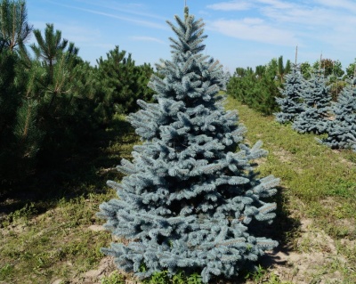 Ель колючая "Костер"