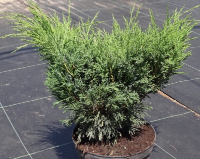 Можжевельник казацкий "Мас"