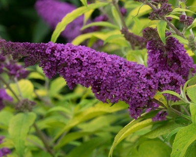 Буддлея Давида "Литтл Наггет" (Little Nugget)