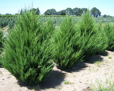 Можжевельник Китайский "Спартан"