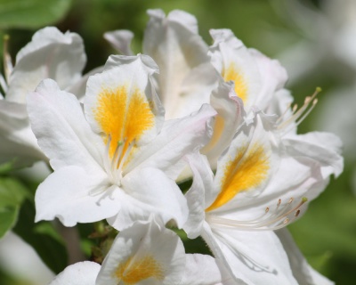 Азалия крупноцветковая "Персил"