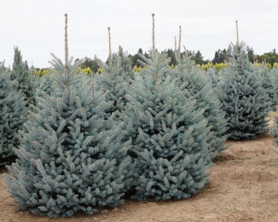 Ель колючая "Фат Альберт"