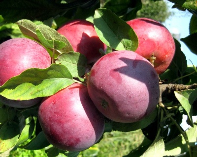 Яблоня колоновидная "Арбат"