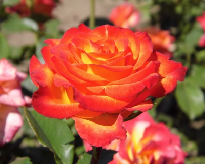 Роза Флорибунда «Циркус» 