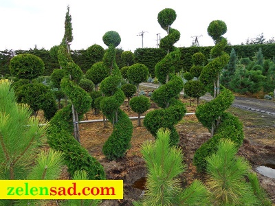 Стриженная туя "Смарагд"