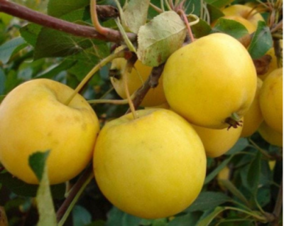 Яблоня "Уральское наливное"