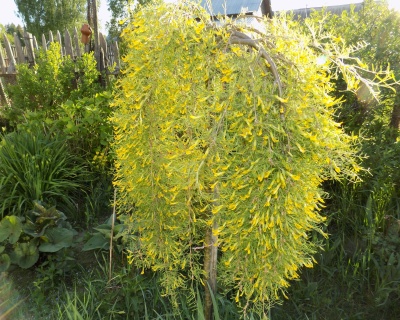Карагана древовидная "Пендула" (штамбовая форма)