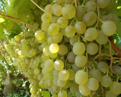 Виноград "Краса Севера (Ольга)"