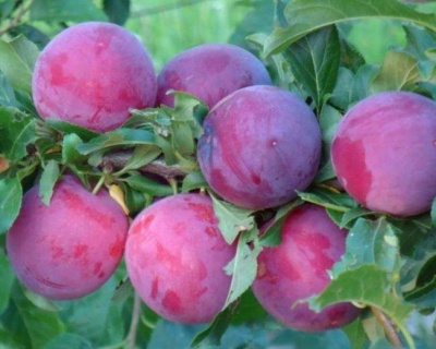 Алыча "Комета Кубанская"