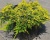 Можжевельник горизонтальный "Голден Карпет"
