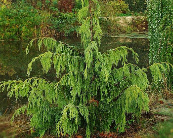 Кипарисовик Нутканский "Глаука"