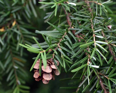 Тсуга западная