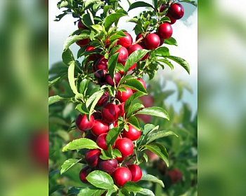 Слива колоновидная "Рубин"