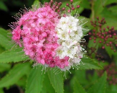 Спирея японская "Широбана"