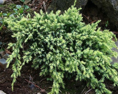 Можжевельник чешуйчатый "Холгер"