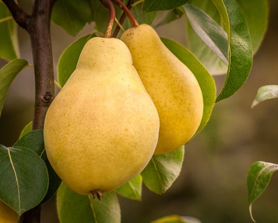 Груша колоновидная "Медовая"