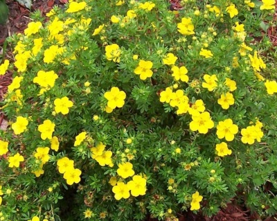 Лапчатка "Элизабет" (Elizabeth)