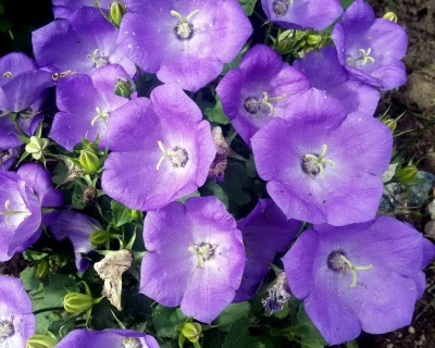 Колокольчик карпатский "Блю Клипс"