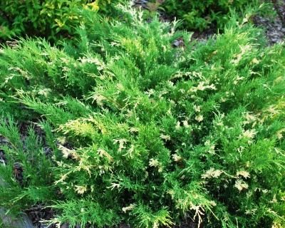 Можжевельник Китайский "Экспанса Вариегата"