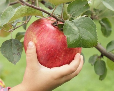 Яблоня "Конфетное"