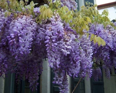 Глициния обильноцветущая "Пролифик"