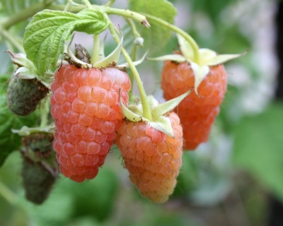 Малина "Оранжевое Чудо"