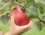Яблоня "Конфетное"