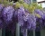 Глициния обильноцветущая "Пролифик"
