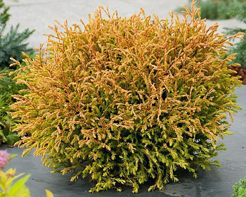 Туя западная "Голден Таффет"