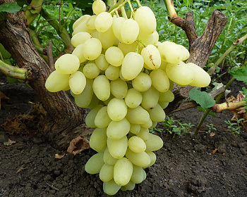 Виноград "Аркадия"