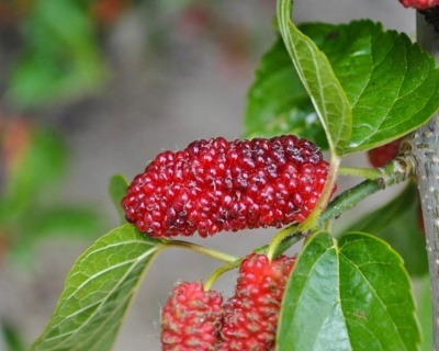 Шелковица "Диана красная"