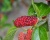 Шелковица "Диана красная"