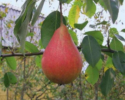 Груша "Нарядная Ефимова"