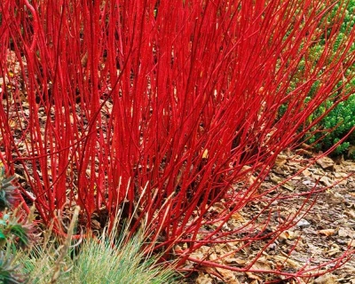 Дерен белый "Элегантиссима" (Еlegantissima)