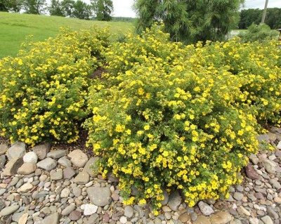 Лапчатка "Голдфингер" (Goldfinger)