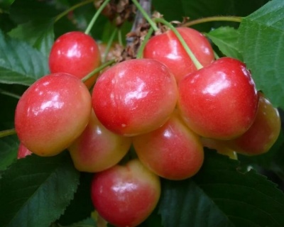 Черешня "Наслаждение"