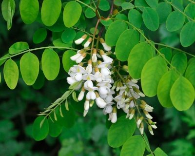 Робиния лжеакация