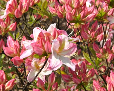 Азалия крупноцветковая "Сатоми"