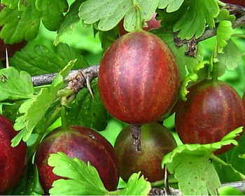 Крыжовник "Камчатский Красный"