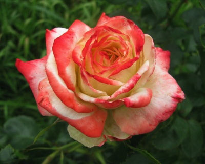 Роза Чайно-Гибридная «Императрица Фарах»