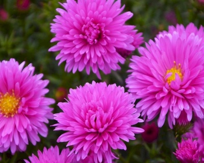 Астра новобельгийская "Патрисия Баллард"