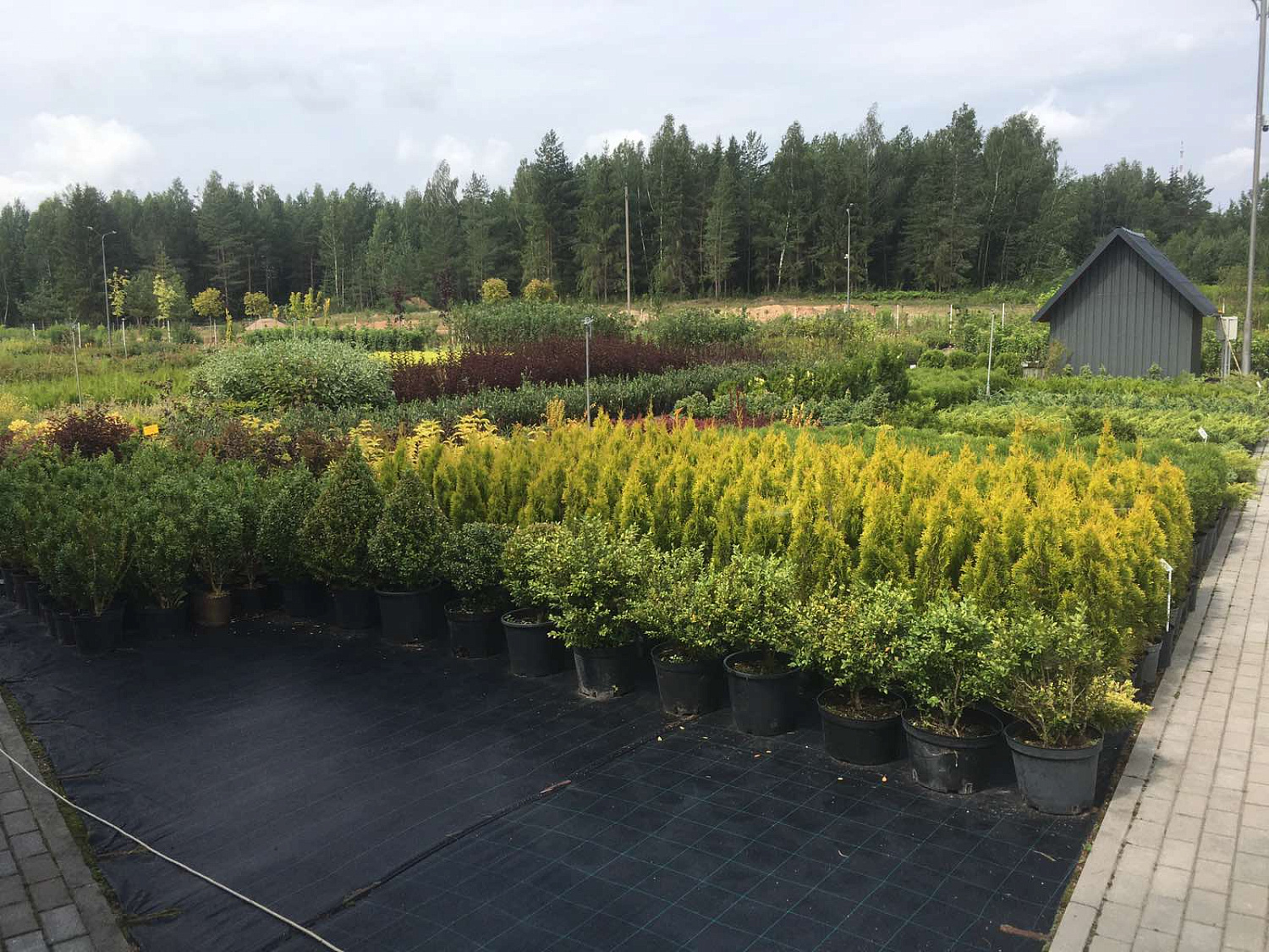 Питомник "ZelenSad"