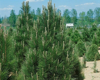 Сосна черная "Пирамидалис"